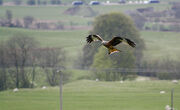 Red Kite