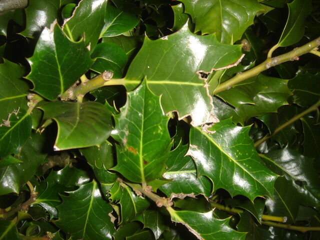 File:Holly.jpg