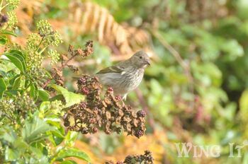 Common Rosefinch (S.Allen)