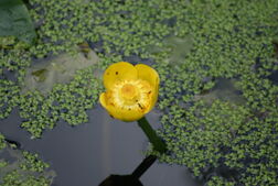 Yelwaterlily