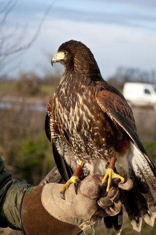 File:Harris hawk.jpg