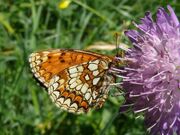 Melitaea athalia 01 (HS)
