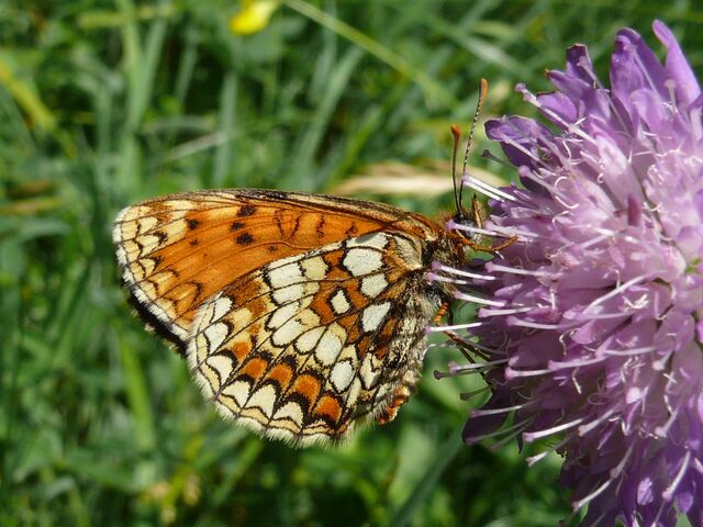 File:Melitaea athalia 01 (HS).jpg