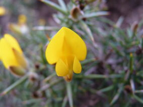 Gorse