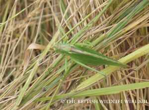 Great Green Bush Cricket