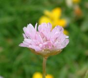 Armeria maritima