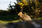 Hare
