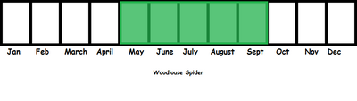 Woodlouse Spider TL