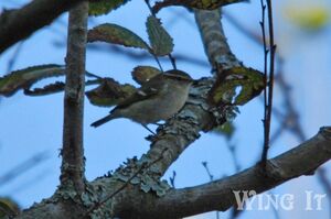 Yellow-browed Warbler (S.Allen)