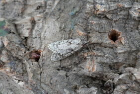 Diurnea fagella 1