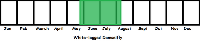 White-legged Damselfly TL