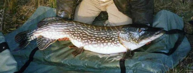 File:Pike21 copy.jpg
