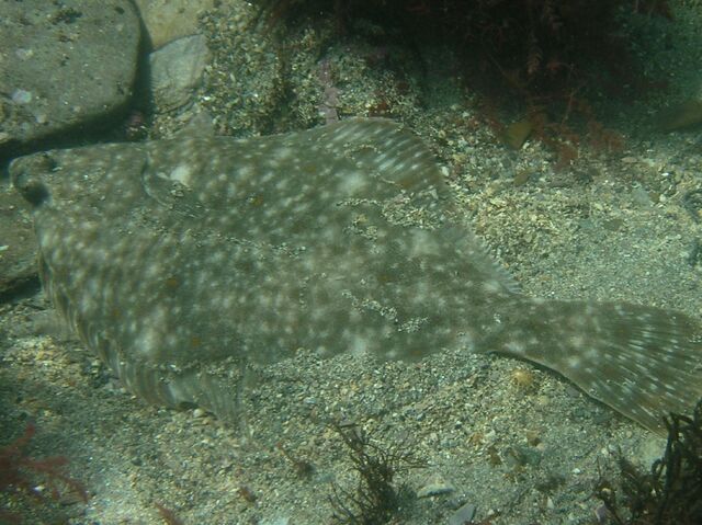 File:Plaice.jpg