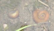 Ram Horn Snail