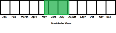 Broad-bordered Chaser TL