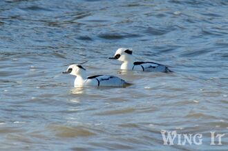 Smew (S.Allen)