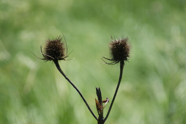 File:Teasel2.jpg