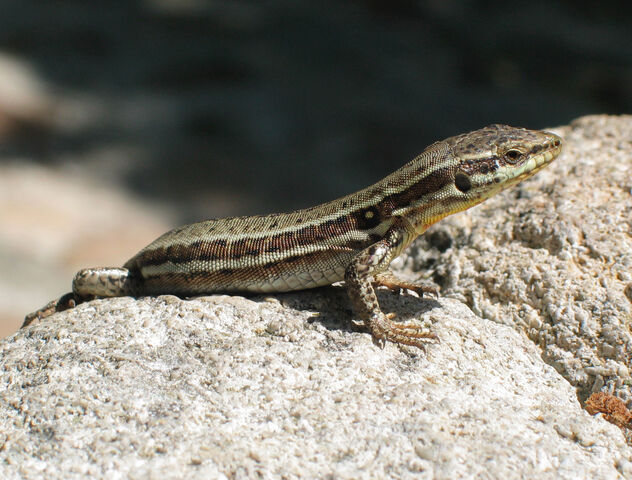 File:WallLizard.jpg