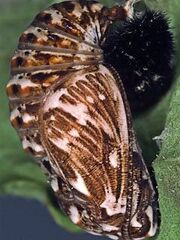 Heath Fritillary pupa