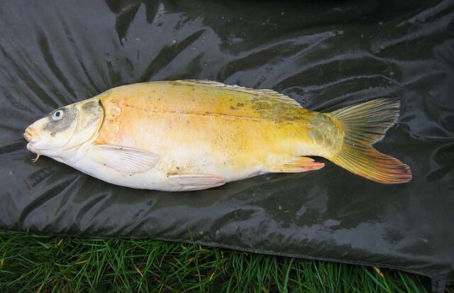 File:Ghost carp.jpg