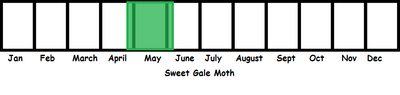 Sweet Gale Moth TL