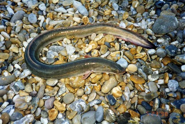 File:Eel from Dunwich beach.jpg