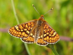 Marsh Fritillary