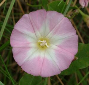 Convolvulus arvensis