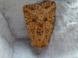 Dotted Chestnut