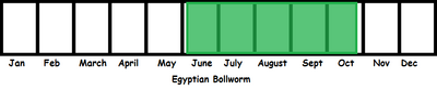 Egyptian Bollworm TL