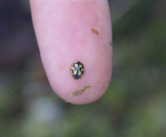 File:14-spot LB.jpg