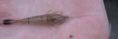 Common Shrimp