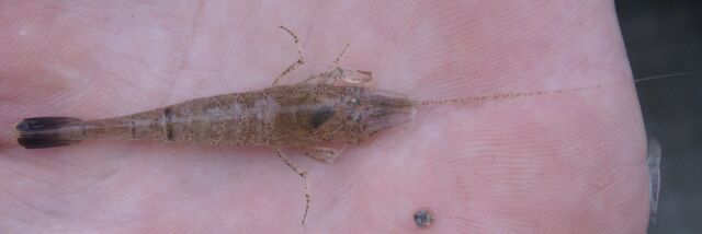 File:Common Shrimp.jpg