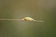 6Spot Burnet Moth Pupa