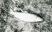 9-8Seatrout