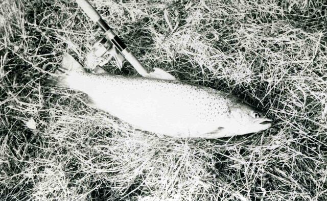 File:9-8Seatrout.jpg