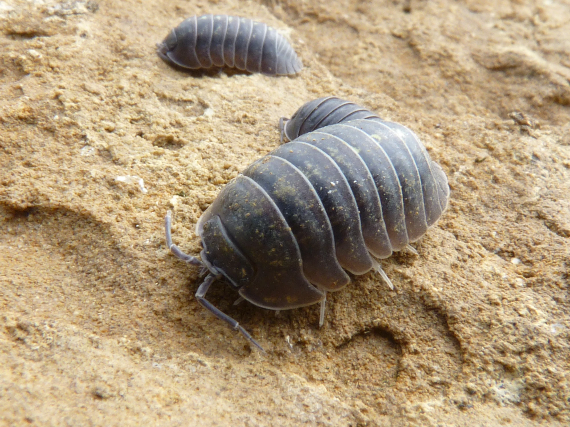 Pill Woodlouse British Wildlife Wiki FANDOM powered by Wikia