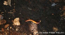 Mealworm