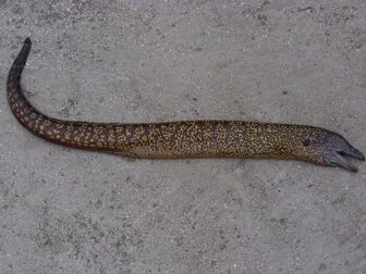 Morayeel