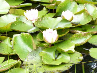 Water Lily