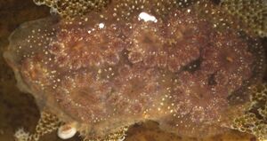 Star Ascidian