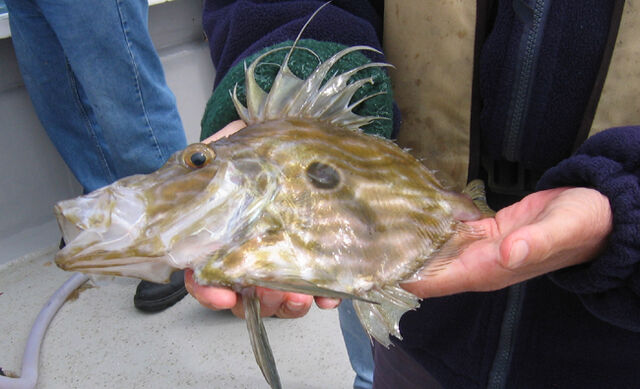 File:John Dory 003.jpg