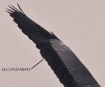 Secondaries