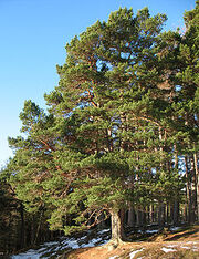 Native scots pine