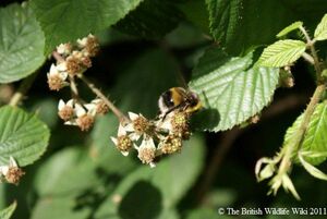 Buff-tailed Bumblebee