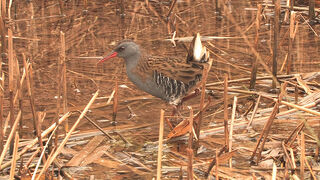 Water rail