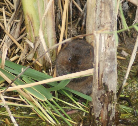 File:Watervole(eat).jpg