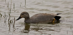 Gadwall