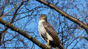 Sparrowhawk - Erik