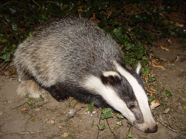 File:Badger.jpg